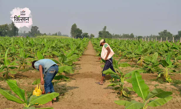 369635-banana-farming-profitable-doubling-income-horticultural-crops-1