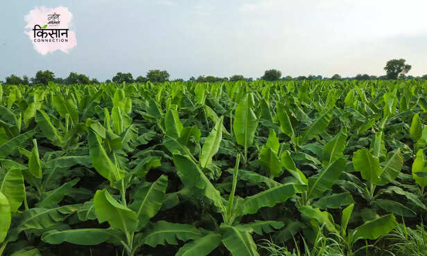 369637-banana-farming-profitable-doubling-income-horticultural-crops-3