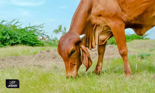 369298-national-milk-day-gopal-ratna-awards-best-dairy-farmer-rearing-indigenous-cattle-buffalo-breeds-1