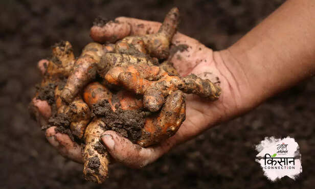 368171-turmeric-board-turmeric-farming-cultivation-processing-3