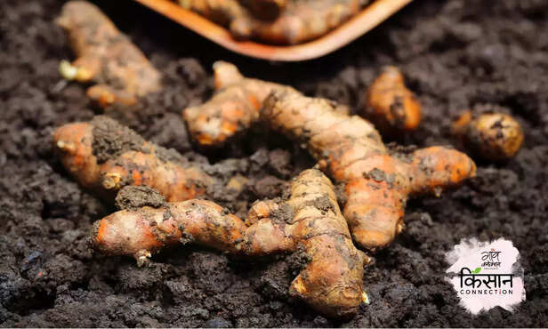 368172-turmeric-board-turmeric-farming-cultivation-processing-4