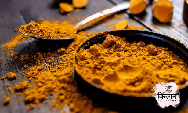 368173-turmeric-board-turmeric-farming-cultivation-processing-2