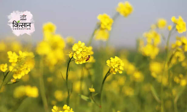 367892-mustard-new-varieties-cs64-cssri-saline-alkaline-soil-1