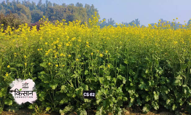 367893-mustard-new-varieties-cs64-cssri-saline-alkaline-soil-2
