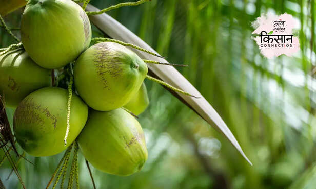 367057-coconut-farming-4