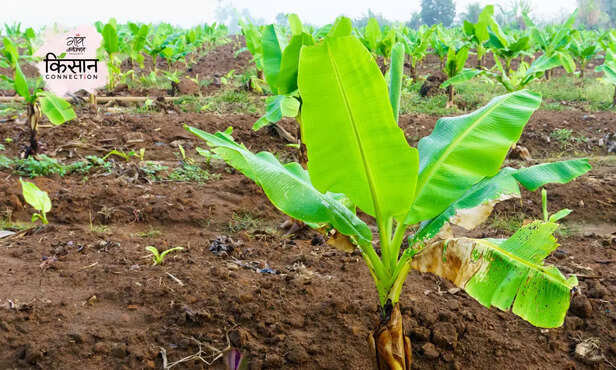 370923-tobacco-caterpillar-spodoptera-litura-banana-farming-bihar-management-2