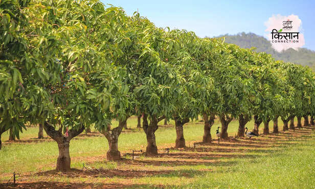 370655-mango-tree-garden-pruning-cutting-trimming-forest-department-permission-cish-3