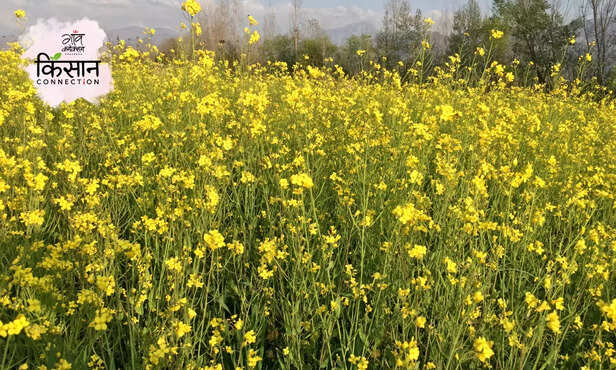 368697-mustard-farming-variety-pusa-seed-treatment-fertilizer-irrigation-1