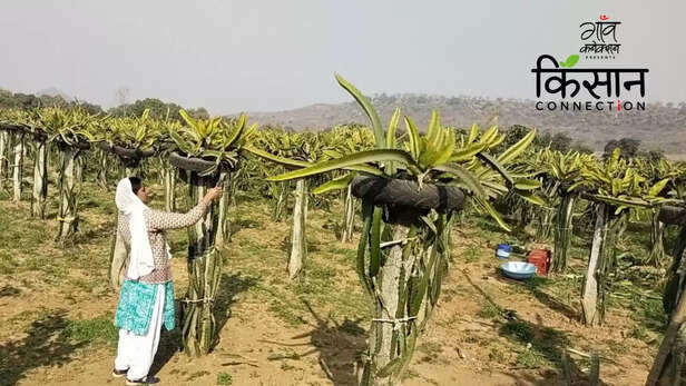 363327-dragon-fruit-farming-mirzapur-uttar-pradesh-women-farmer-horticulture-4