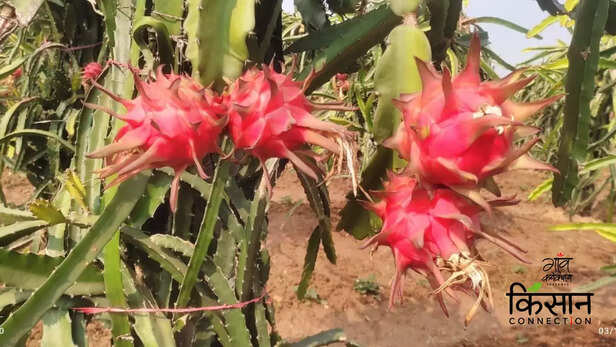 363328-dragon-fruit-farming-mirzapur-uttar-pradesh-women-farmer-horticulture-2