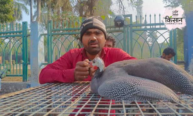 370508-guinea-fowl-farming-profitable-poultry-eggs-meat-cari-markert-guinea-fowl-breed-4