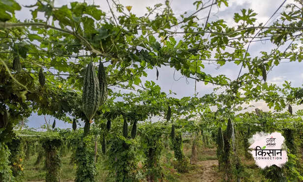 370490-bitter-gourd-cultivation-guide-zaid-kharif-crops-vegetables-farming-techniques-3
