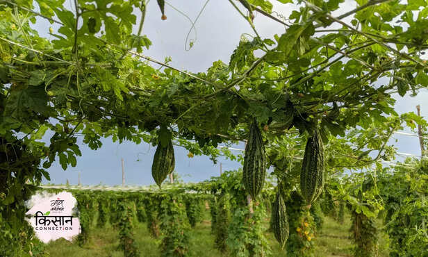 370491-bitter-gourd-cultivation-guide-zaid-kharif-crops-vegetables-farming-techniques-2