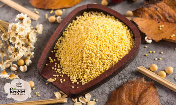 368590-shri-anna-festival-uttar-pradesh-millet-food-festival-millet-farming-1