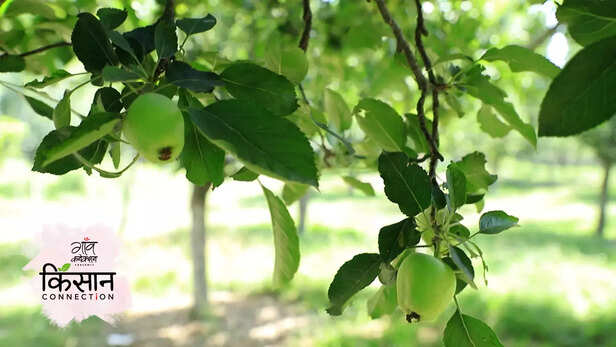 363729-horticulture-jammu-kashmir-kisan-credit-card-scheme-for-irrigation-marketing-climate-change-2