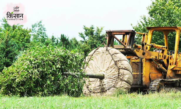 370024-big-tree-transplanting-techniques-mango-litchi-transplanting-method-1