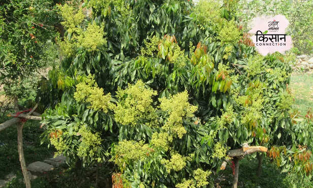 370466-litchi-fruit-farming-flowering-season-insect-disease-honey-bee-4