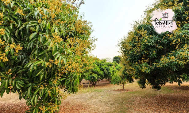 370467-litchi-fruit-farming-flowering-season-insect-disease-honey-bee-3