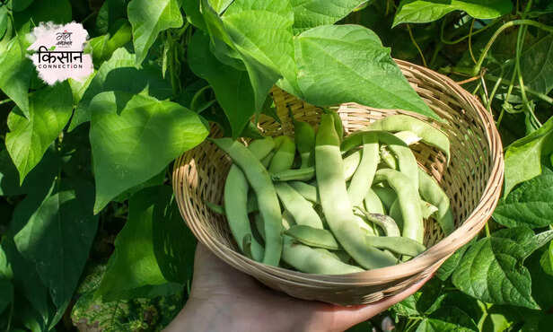 370076-french-beans-white-stem-sclerotinia-white-rot-of-french-bean-management-1