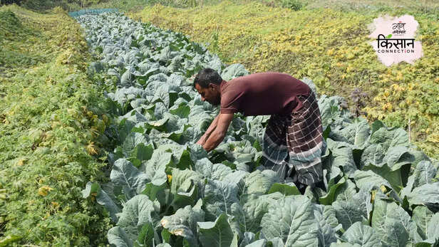 366035-bangladesh-coastal-farmers-saline-lands-fertile-fields-floating-farm-3