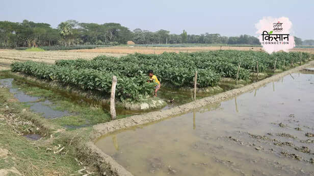 366040-bangladesh-coastal-farmers-saline-lands-fertile-fields-floating-farm-9