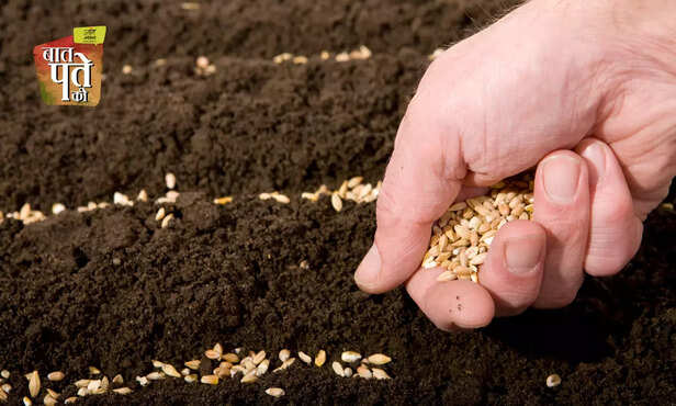 369071-wheat-cultivation-farm-to-kitchen-full-information-general-knowledge-5