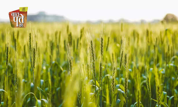 369073-wheat-cultivation-farm-to-kitchen-full-information-general-knowledge-3