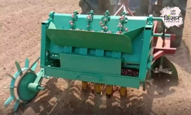 370572-raised-bed-onion-bulblets-planter-multiplier-onions-shallot-madrasi-onion-3