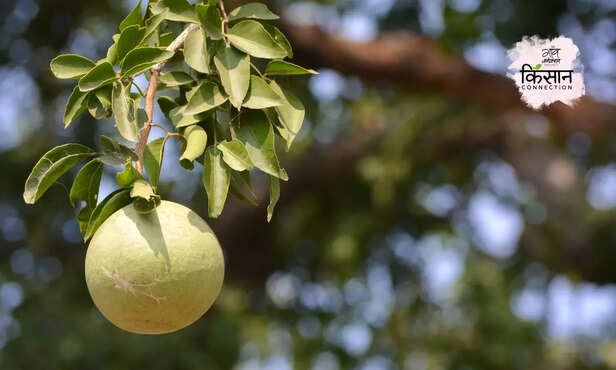 367939-indian-bael-fruit-farming-narendra-bael-cish-new-variety-2