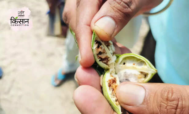 367931-cotton-pink-bollworm-rajasthan-haryana-farmers-ganganagar-compensation-3