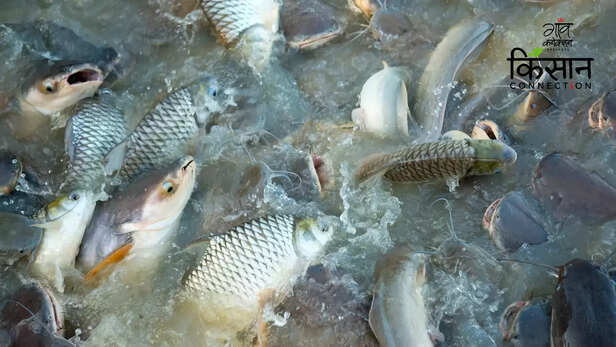 363420-fpo-barpeta-assam-fish-farmers-profits-farmers-producer-organisation-fish-market-3