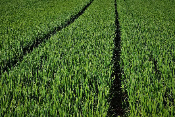 350569-wheat-farmer-kamal-kishor-gaon-connection-2