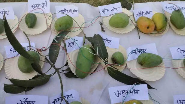366001-mithila-mango-festival-mango-varieties-of-bihar-special-mango-gulab-khas-bahuasin-bhog-pahun-padauna-3