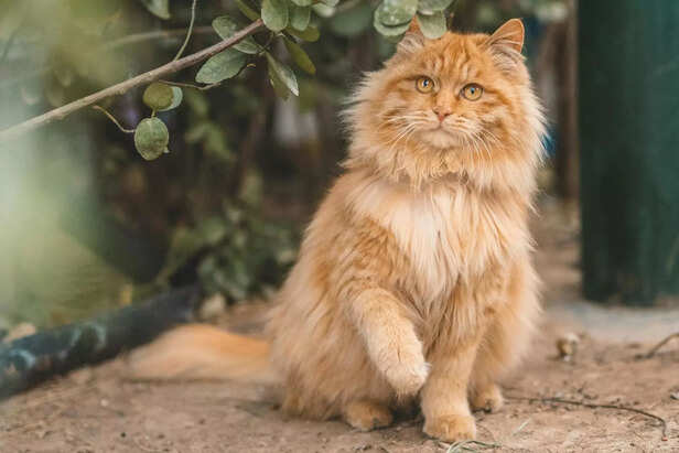 Majestic Fluffy Maine Coon Cat