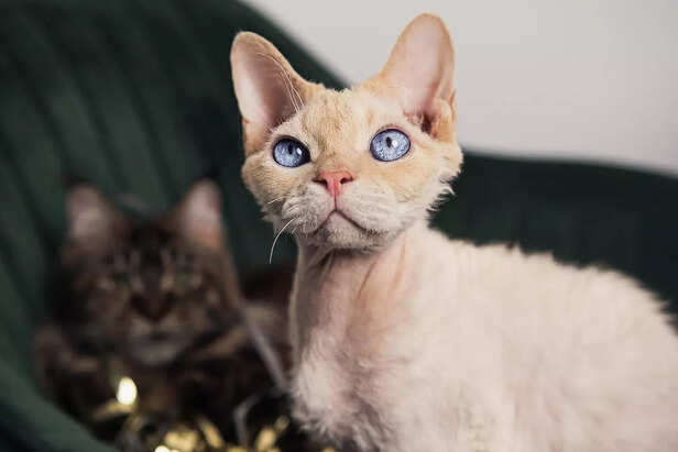 Cornish Rex with Distinctive Coat and Eyes