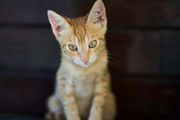 Playful Devon Rex Kitten