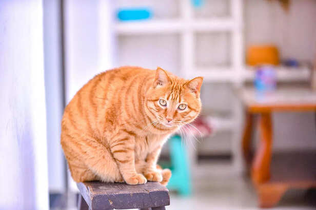 Chunky Orange American Bobtail Cat Portrait