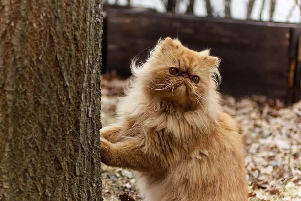 Adventurous Orange Persian Cat Hugging a Tree Trunk