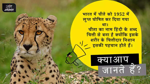 361587-cheetah-kuno-wildlife-sanctuary-narendra-modi-madhya-pradesh-namibia-1