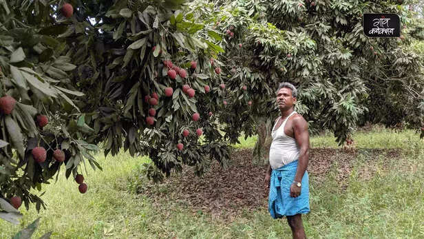 359072-litchi-production-bihar-heat-wave-litchi-farmers-covid-chamki-bukhar-1