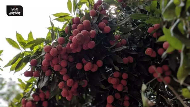 359073-litchi-production-bihar-heat-wave-litchi-farmers-covid-chamki-bukhar-3
