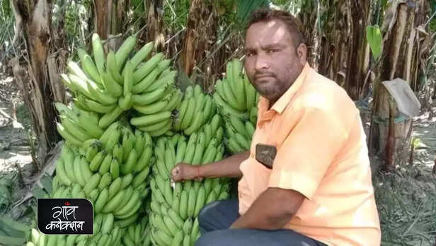 361345-banana-cultivation-production-uttar-pradesh-climate-change-monsoon-drought-1