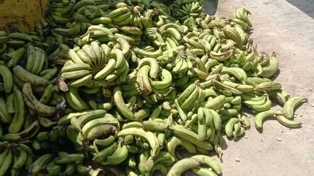 361348-banana-cultivation-production-uttar-pradesh-climate-change-monsoon-drought-2
