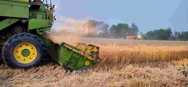 345081-wheat-crop-scaled