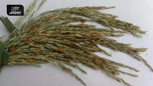 355957-false-smut-of-rice-paddy-crop-uttar-pradesh-uttarakhand-bihar-rice-production-seed-treatment-5