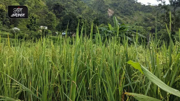 355958-false-smut-of-rice-paddy-crop-uttar-pradesh-uttarakhand-bihar-rice-production-seed-treatment-2