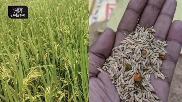 355959-false-smut-of-rice-paddy-crop-uttar-pradesh-uttarakhand-bihar-rice-production-seed-treatment-4