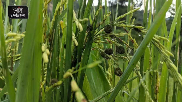 355960-false-smut-of-rice-paddy-crop-uttar-pradesh-uttarakhand-bihar-rice-production-seed-treatment-6