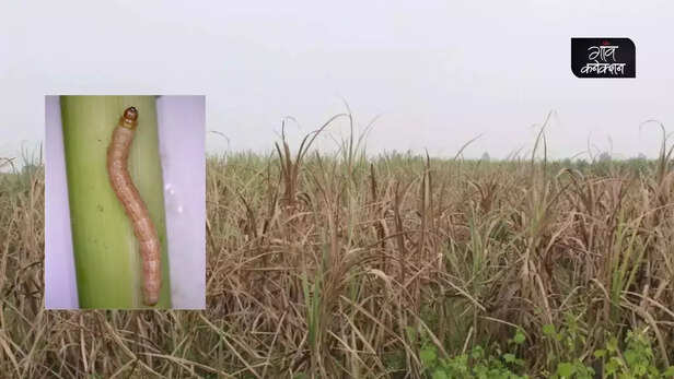 357659-pink-borer-pest-sugarcane-western-uttar-pradesh-punjab-haryana-sugarcane-breeding-institute-1