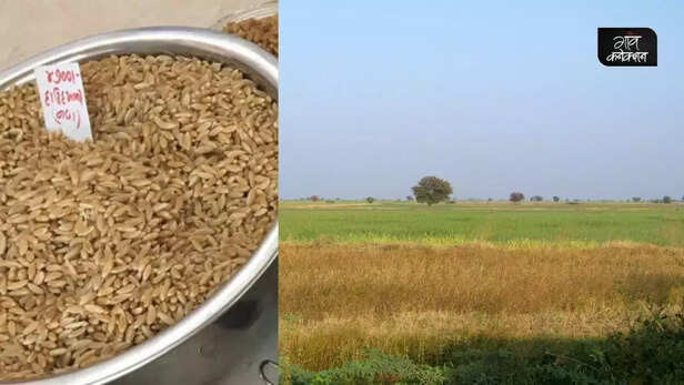 354265-exports-of-geographical-indications-certified-bhalia-wheat-from-gujarat-begins-1